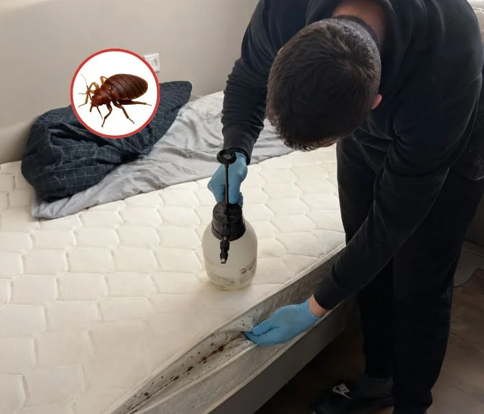 Technicien traitant un matelas contre les punaises de lit à Commeny